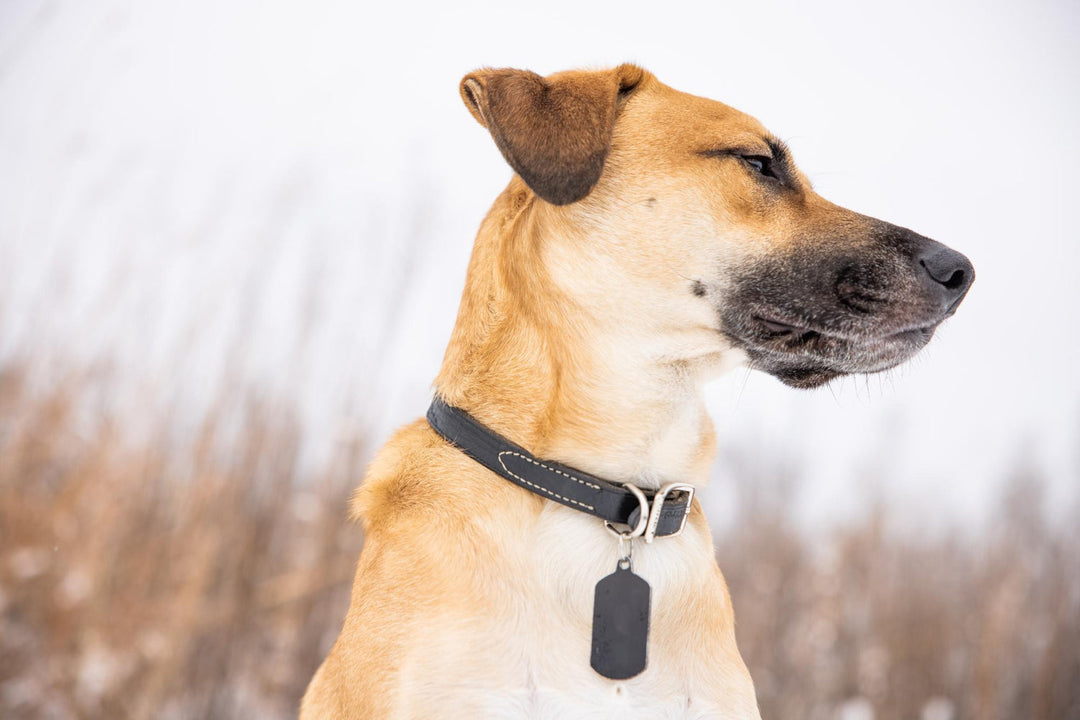 Top Reasons Your Pet GPS Tracker is Not Working Properly
