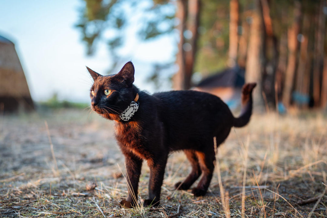 Why GPS Trackers for Cats in Australia Make Sense in Winter