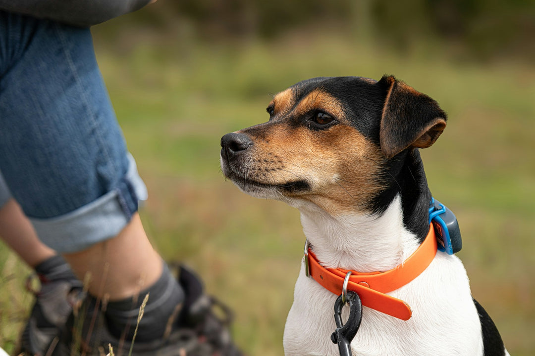 Best Ways a GPS Tracker for a Pet Gives Peace of Mind Outdoors