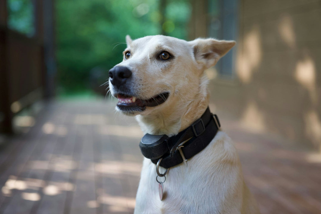 How Pet GPS Trackers Can Help Find Lost Pets