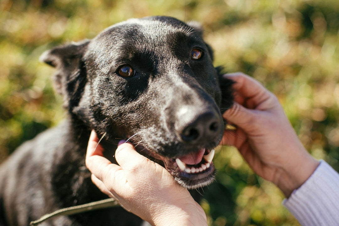 How to Choose the Right GPS Tracker for Your Pet