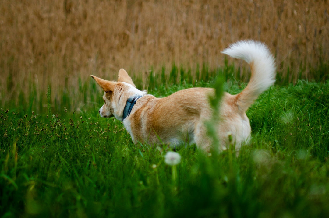 What to Do When Your Pet Tracker is Not Updating Location