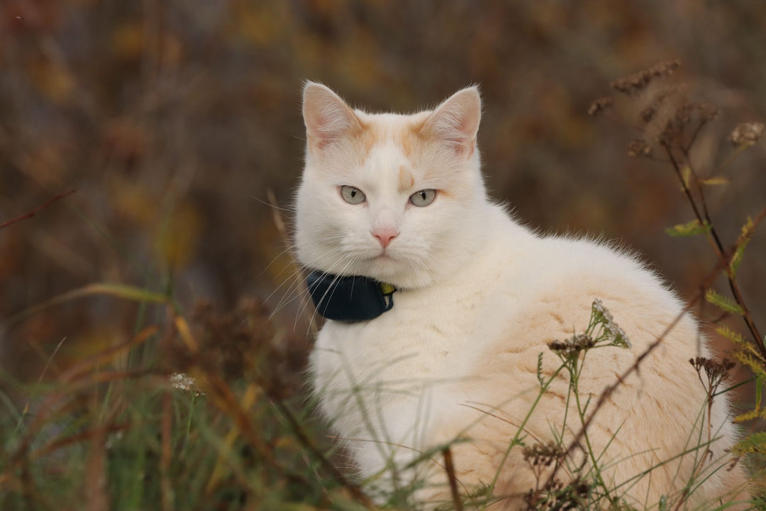 Recognising When a Pet GPS Tracker Becomes Essential