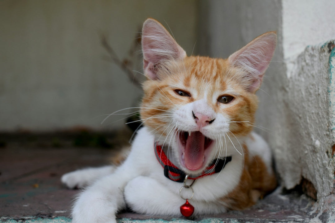 Why You Need a GPS Tracker for Your Sneaky Cat